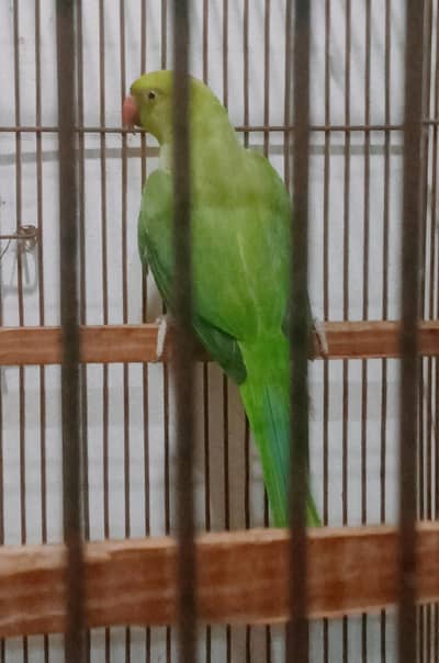 parrot