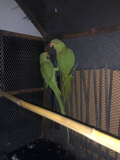 Kashmiri raw parrot