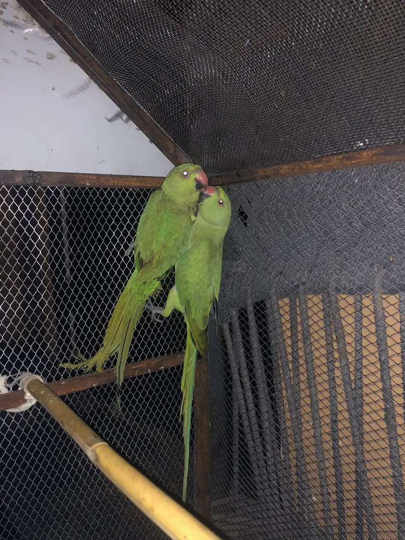 Kashmiri raw parrot — photo 2