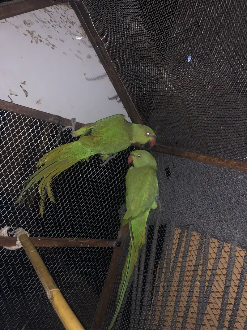 Kashmiri raw parrot — photo 3
