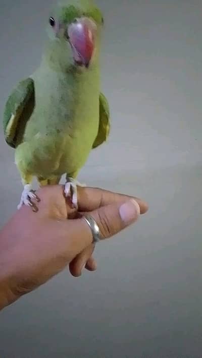 green rink neck male patha