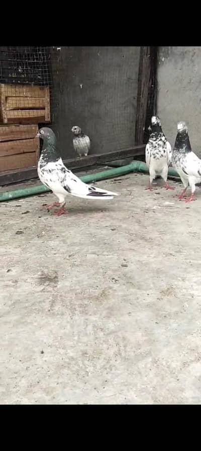 urgent sale sab pair hai anday bacho ki inshallah 100% guaranty