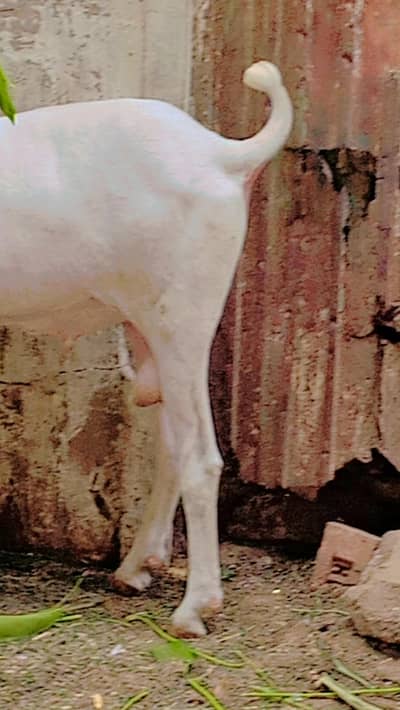 Gulabi Male for Sale
