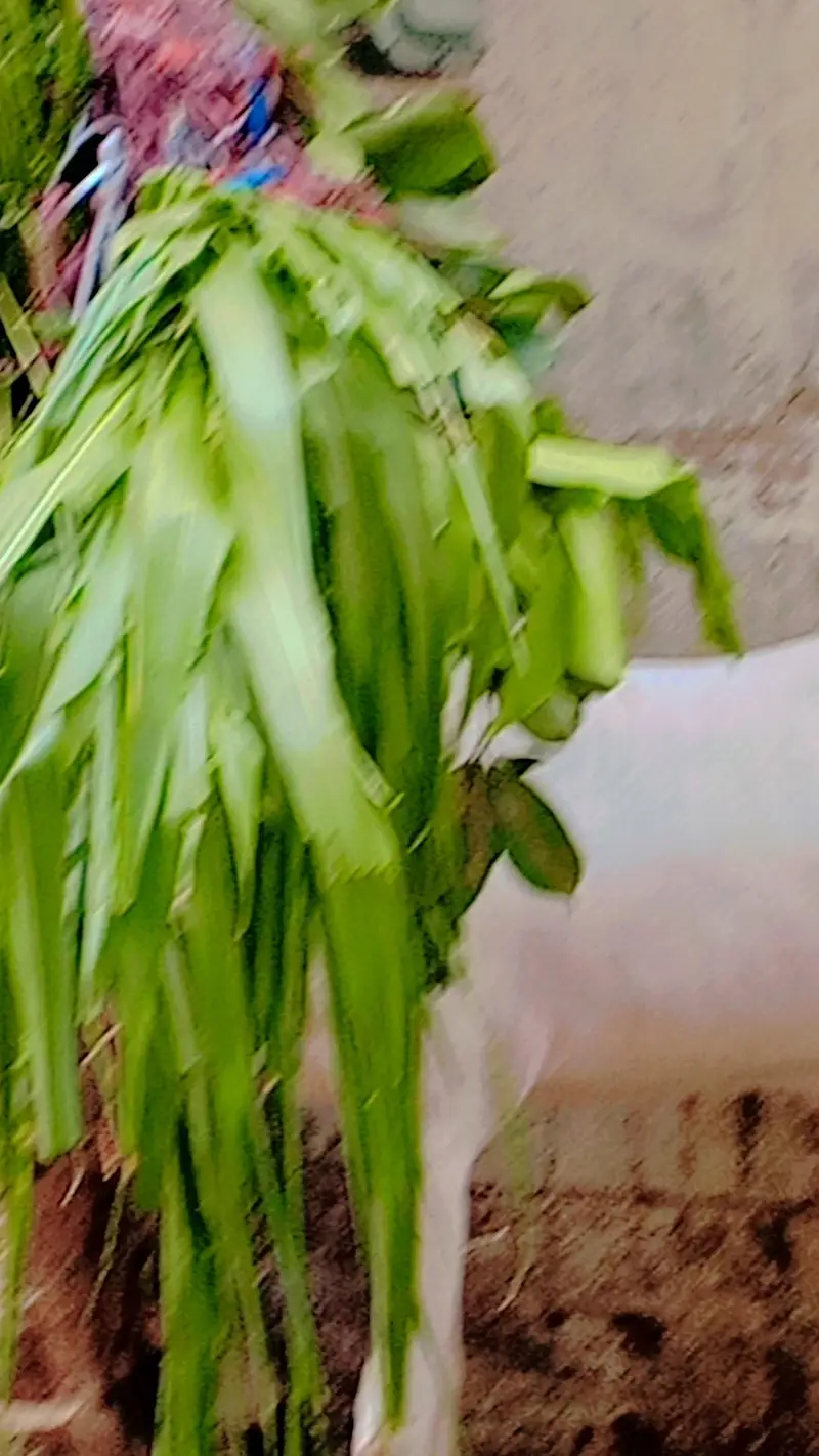 Gulabi Male for Sale — photo 2