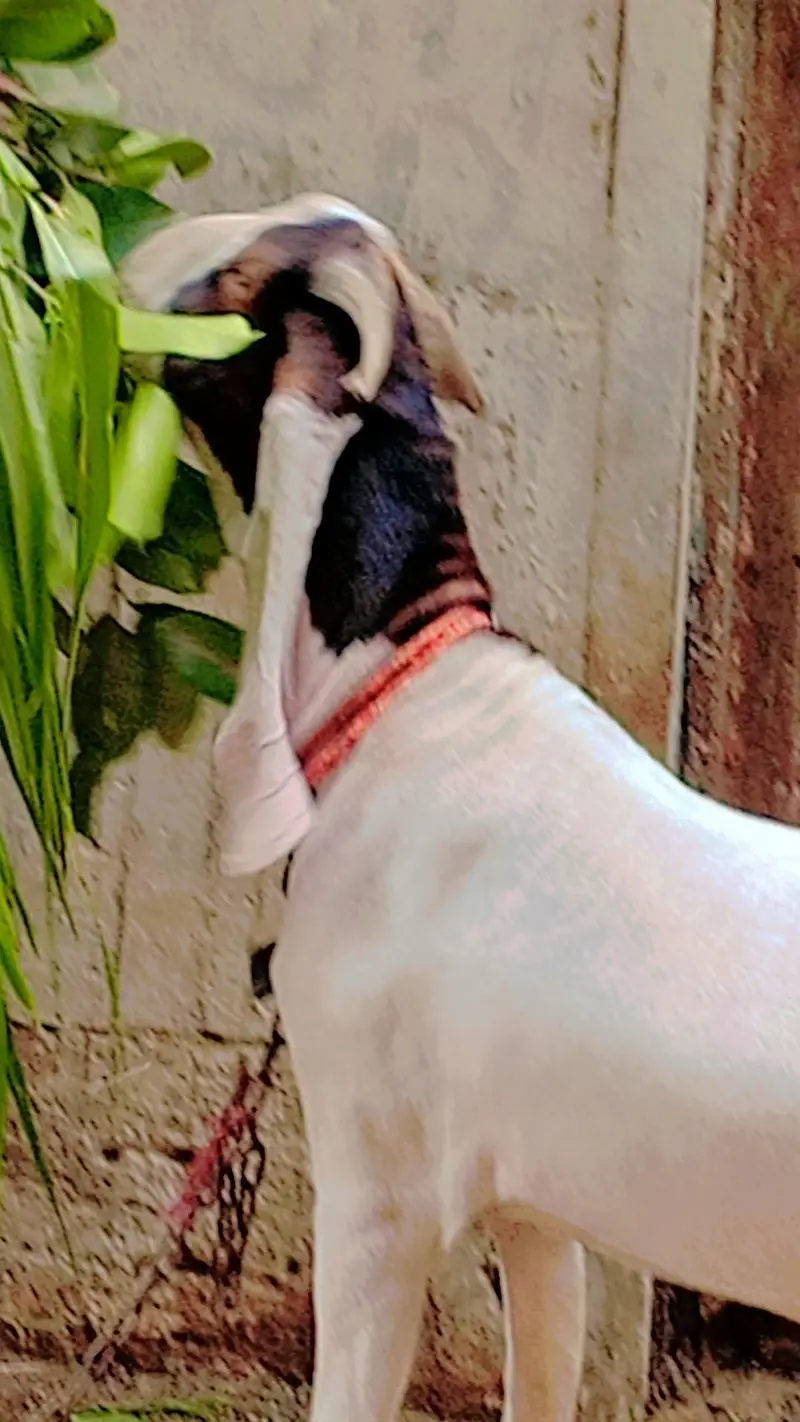 Gulabi Male for Sale — photo 3