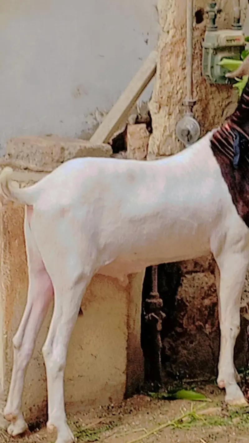Gulabi Male for Sale — photo 4