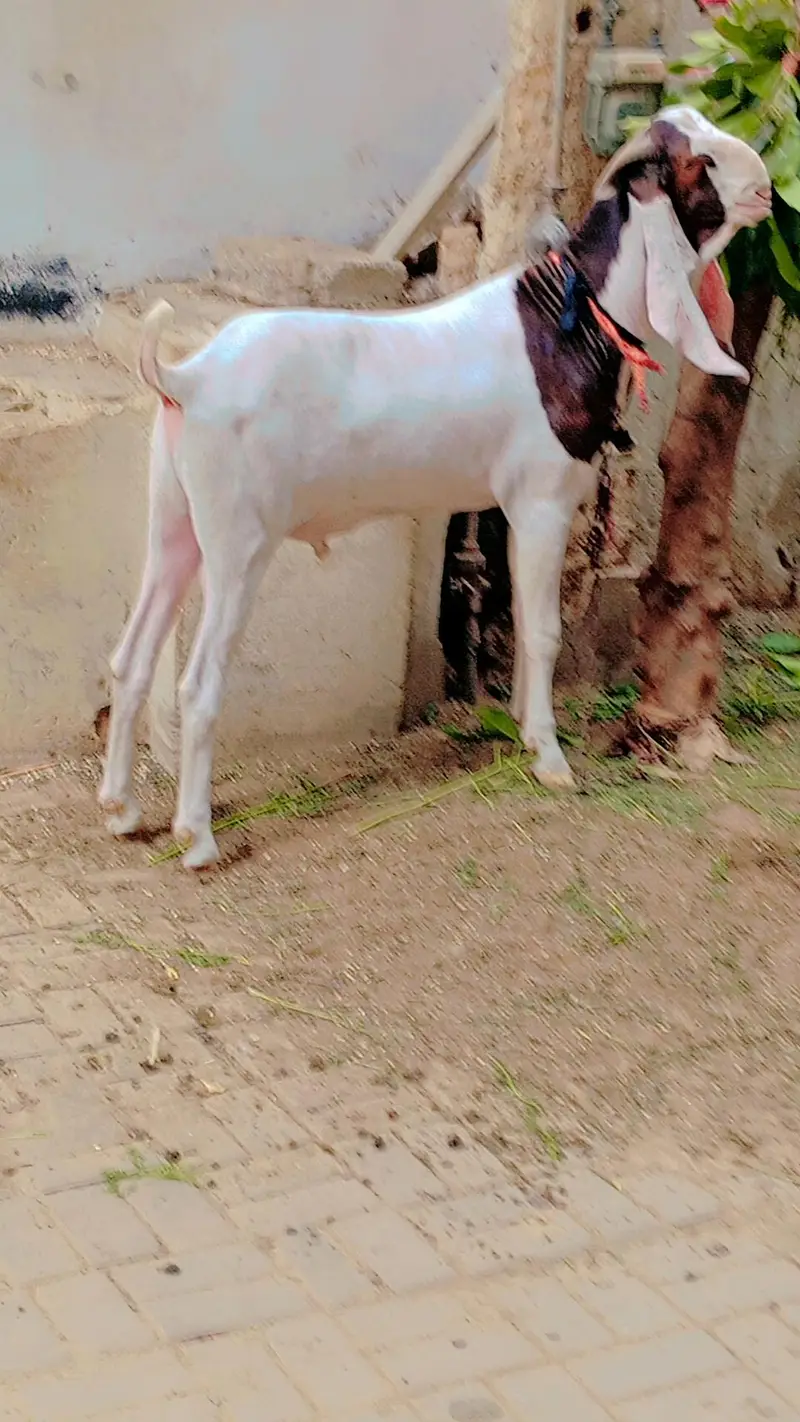Gulabi Male for Sale — photo 5
