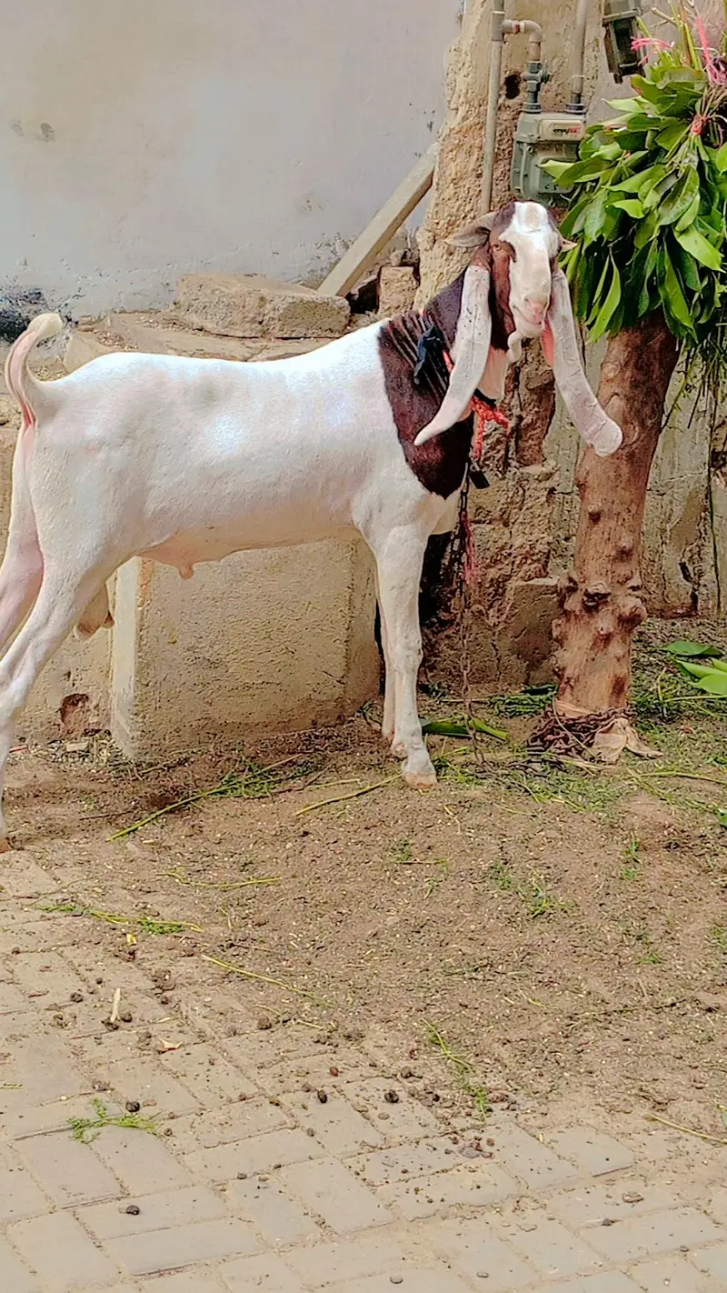 Gulabi Male for Sale — photo 6
