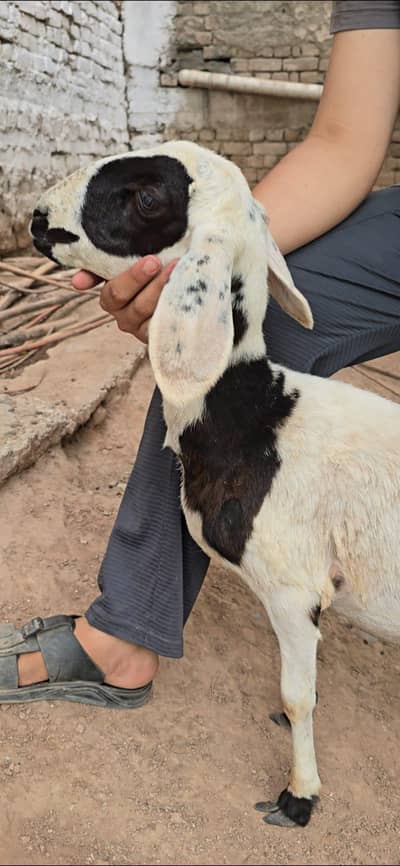 Talagangi Dumba Sheep Balkhi Dumba