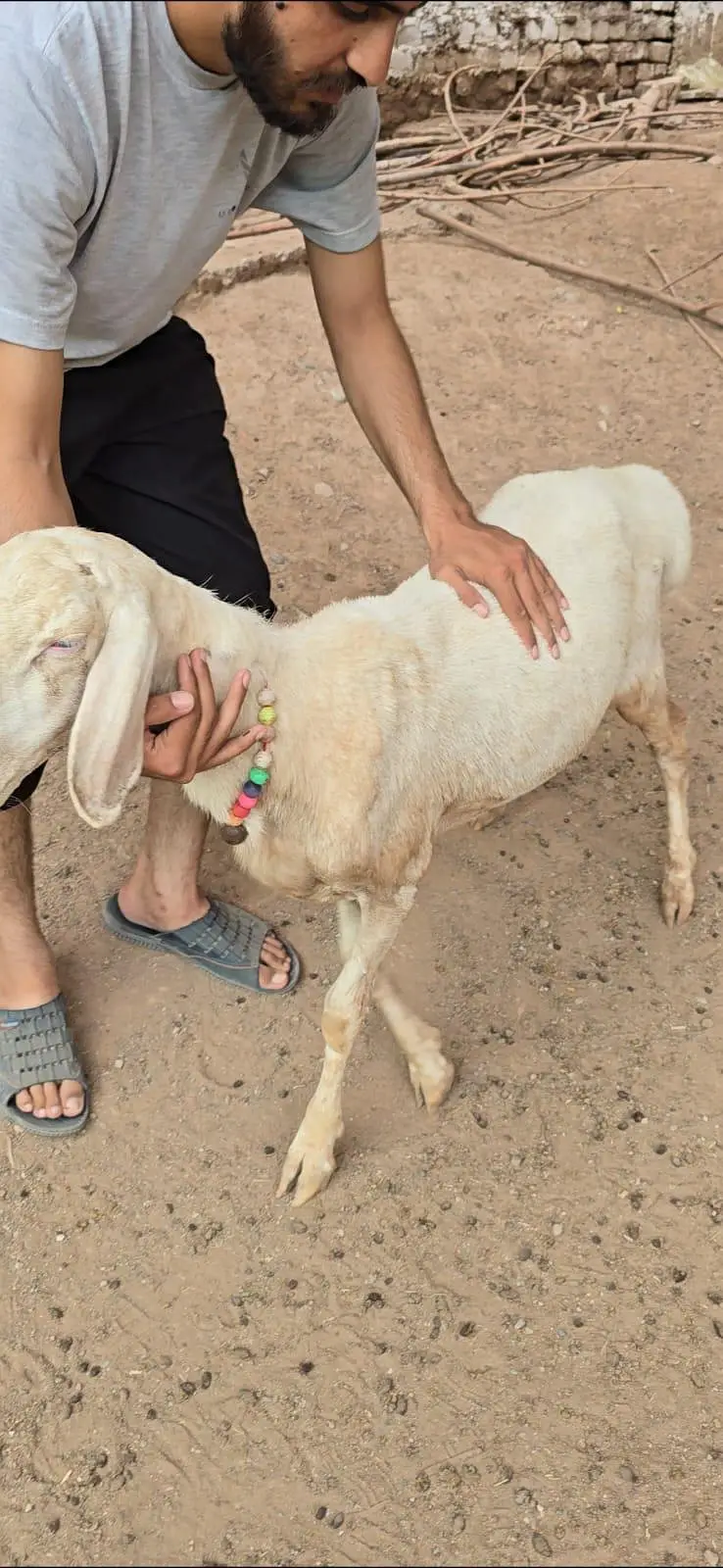 Talagangi Dumba Sheep Balkhi Dumba — photo 2