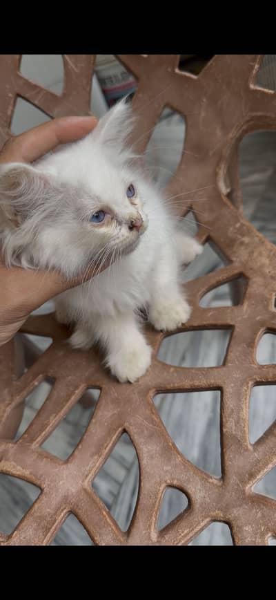 Urgent triple coat cat for sale