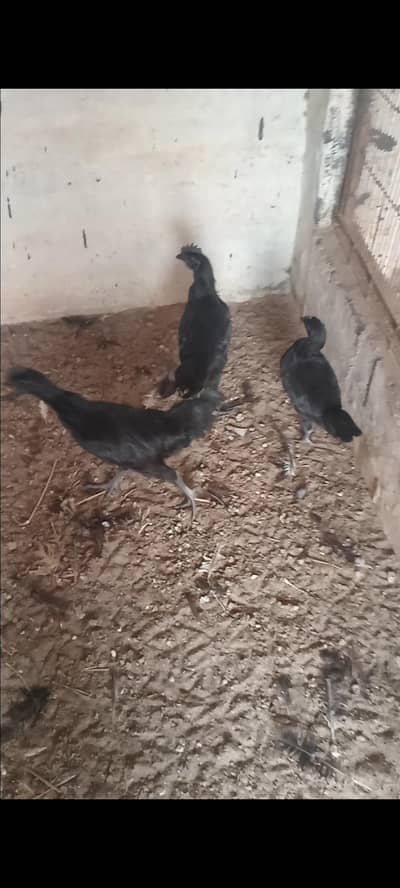 Ayam Cemani 4 month 0326/7678/540 heera aseel feamle 12k