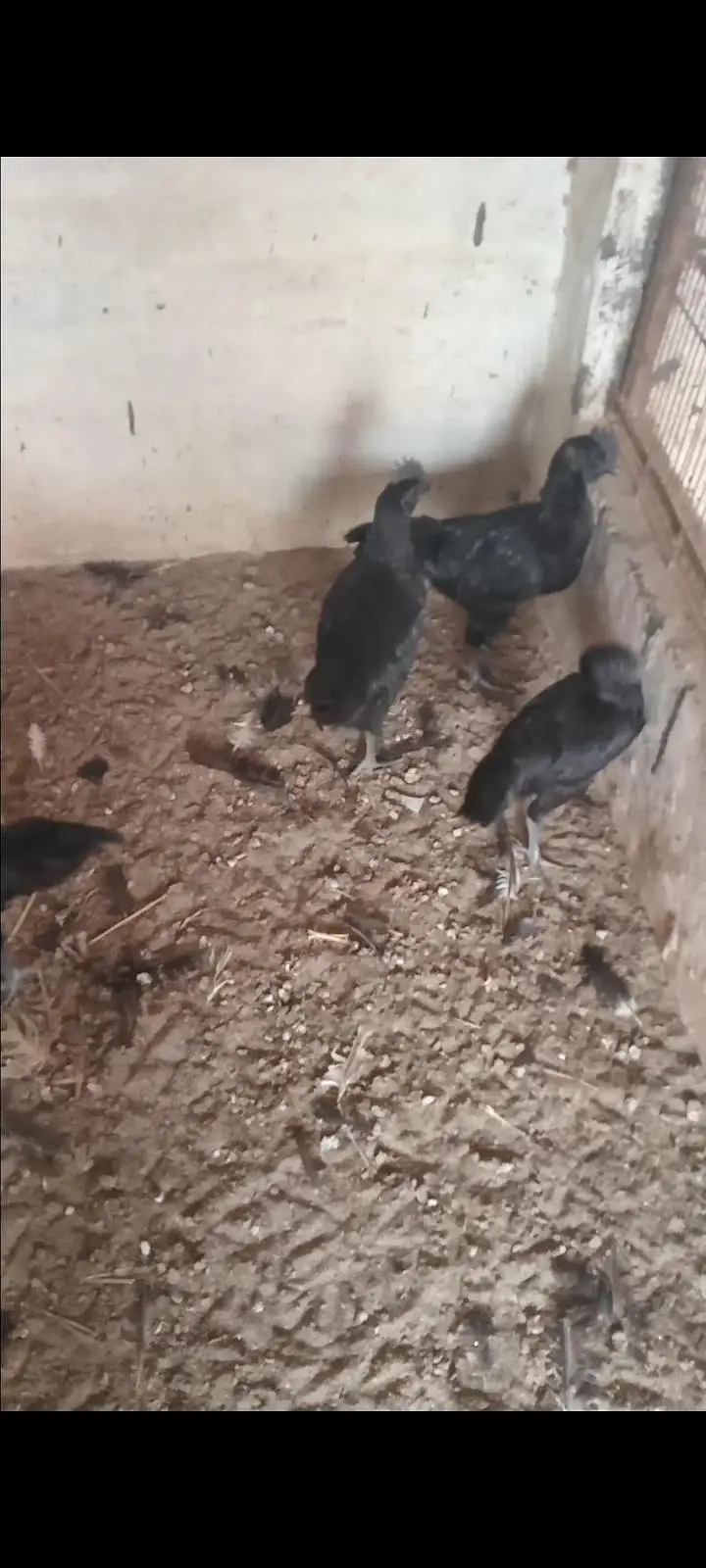 Ayam Cemani 4 month 0326/7678/540 heera aseel feamle 12k — photo 2