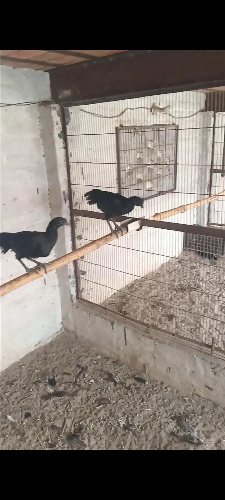 Ayam Cemani 4 month 0326/7678/540 heera aseel feamle 12k — photo 3