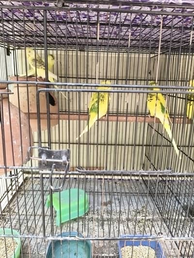 budgie, love bird, ring bird
