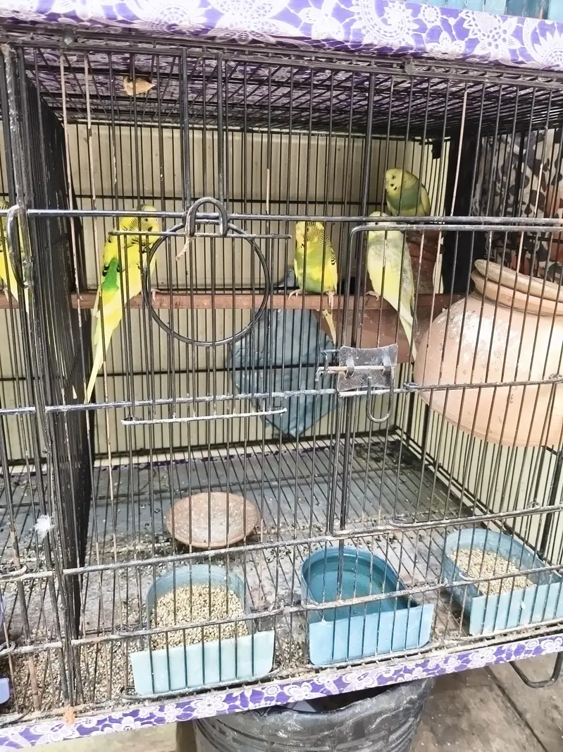 budgie, love bird, ring bird — photo 2