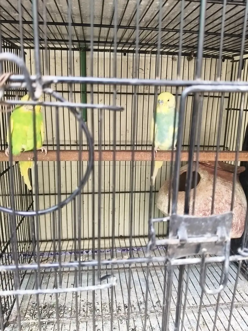 budgie, love bird, ring bird — photo 3