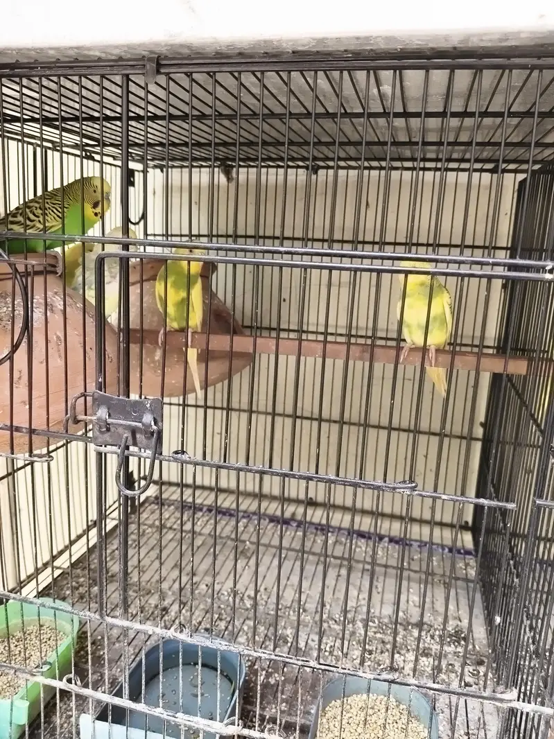 budgie, love bird, ring bird — photo 4