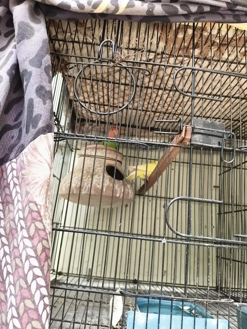 budgie, love bird, ring bird — photo 5
