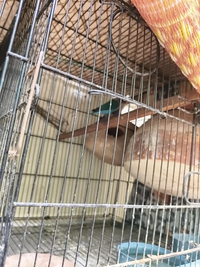 budgie, love bird, ring bird — photo 6