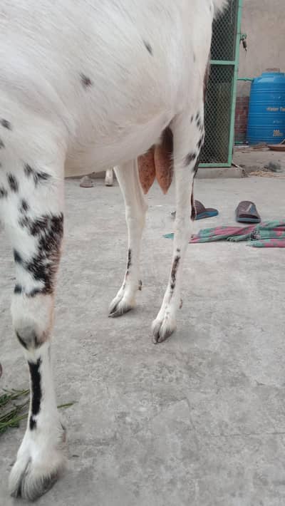 teday desi bakri