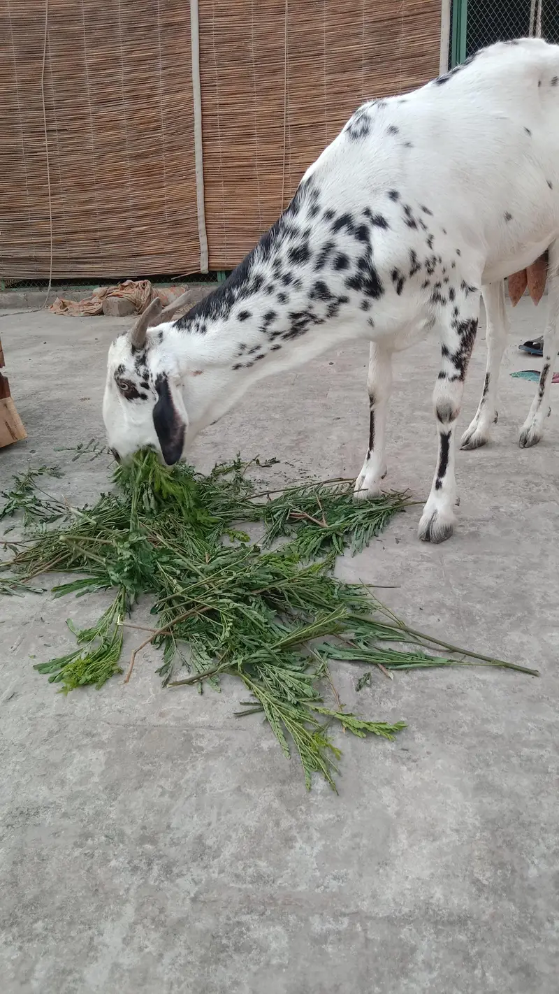 teday desi bakri — photo 2