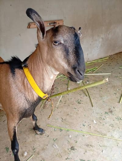 Bengali Tedda Ando Bakra With Female