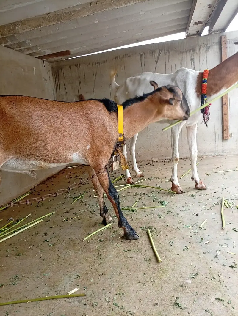 Bengali Tedda Ando Bakra With Female — photo 2