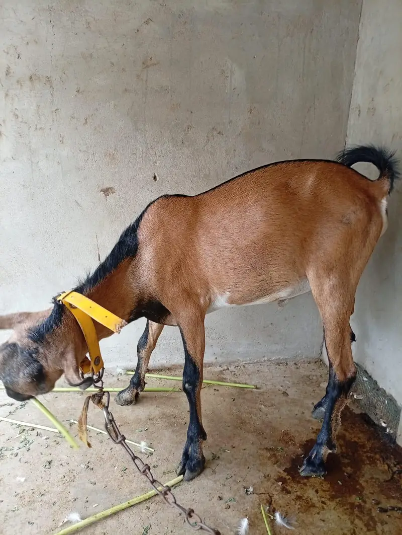 Bengali Tedda Ando Bakra With Female — photo 3