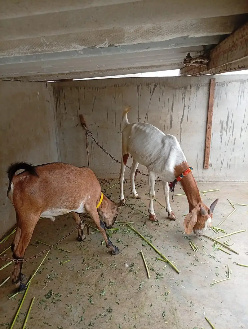 Bengali Tedda Ando Bakra With Female — photo 4