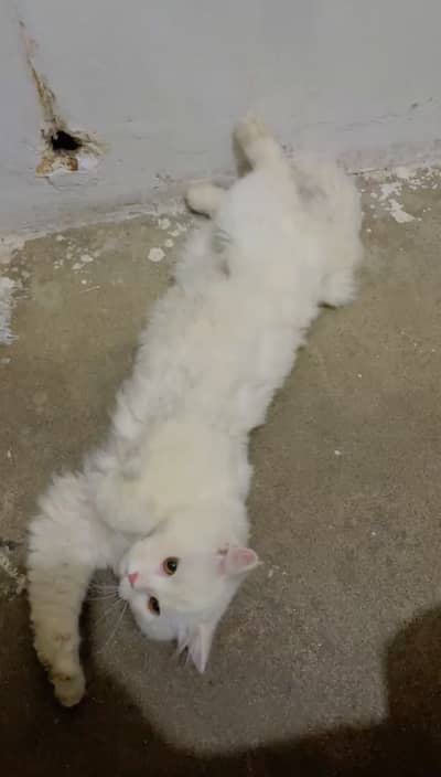 Persian catt high quality hair trim krwaye huay hain abi 3 coated hai