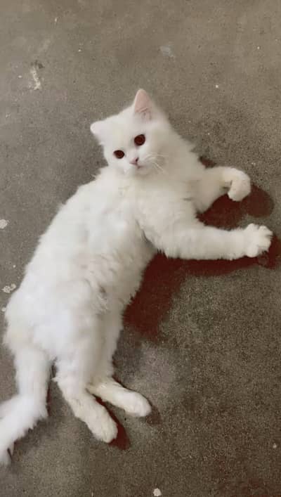 Persian catt high quality hair trim krwaye huay hain abi 3 coated hai
