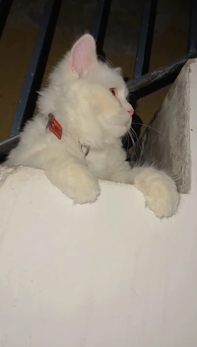 Persian catt high quality hair trim krwaye huay hain abi 3 coated hai — photo 3