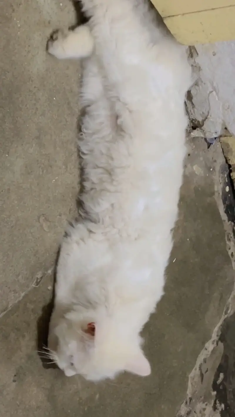 Persian catt high quality hair trim krwaye huay hain abi 3 coated hai — photo 4