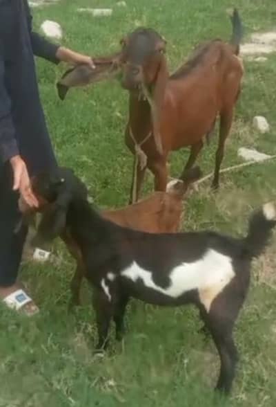 Goat. with male female kids
