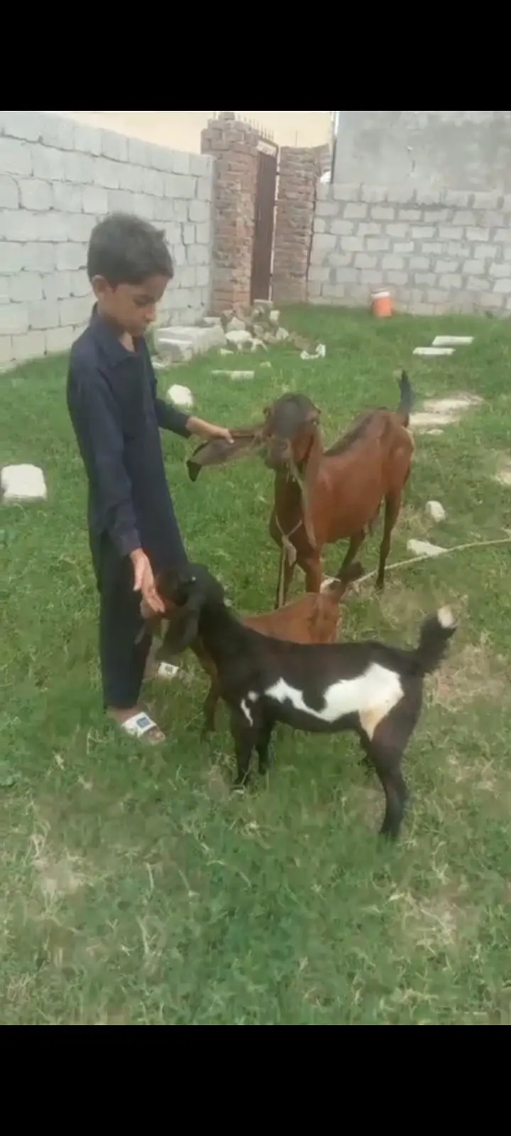 Goat. with male female kids — photo 2
