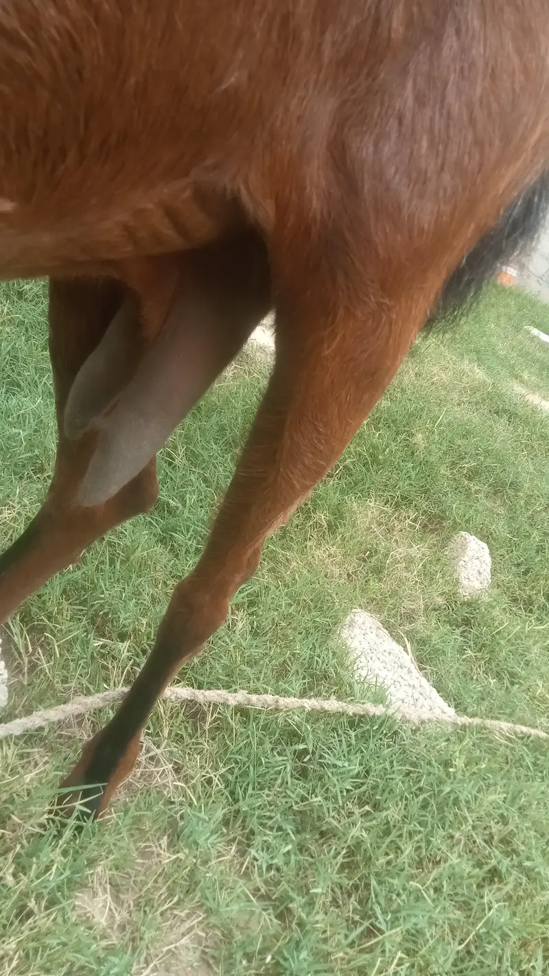 Goat. with male female kids — photo 4