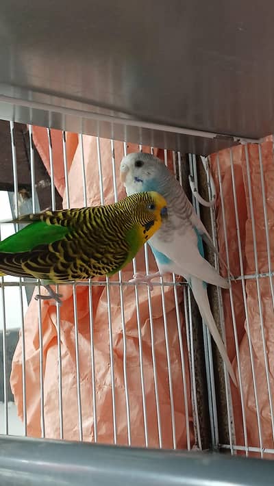 Budgies breeder Pair And Pathe available