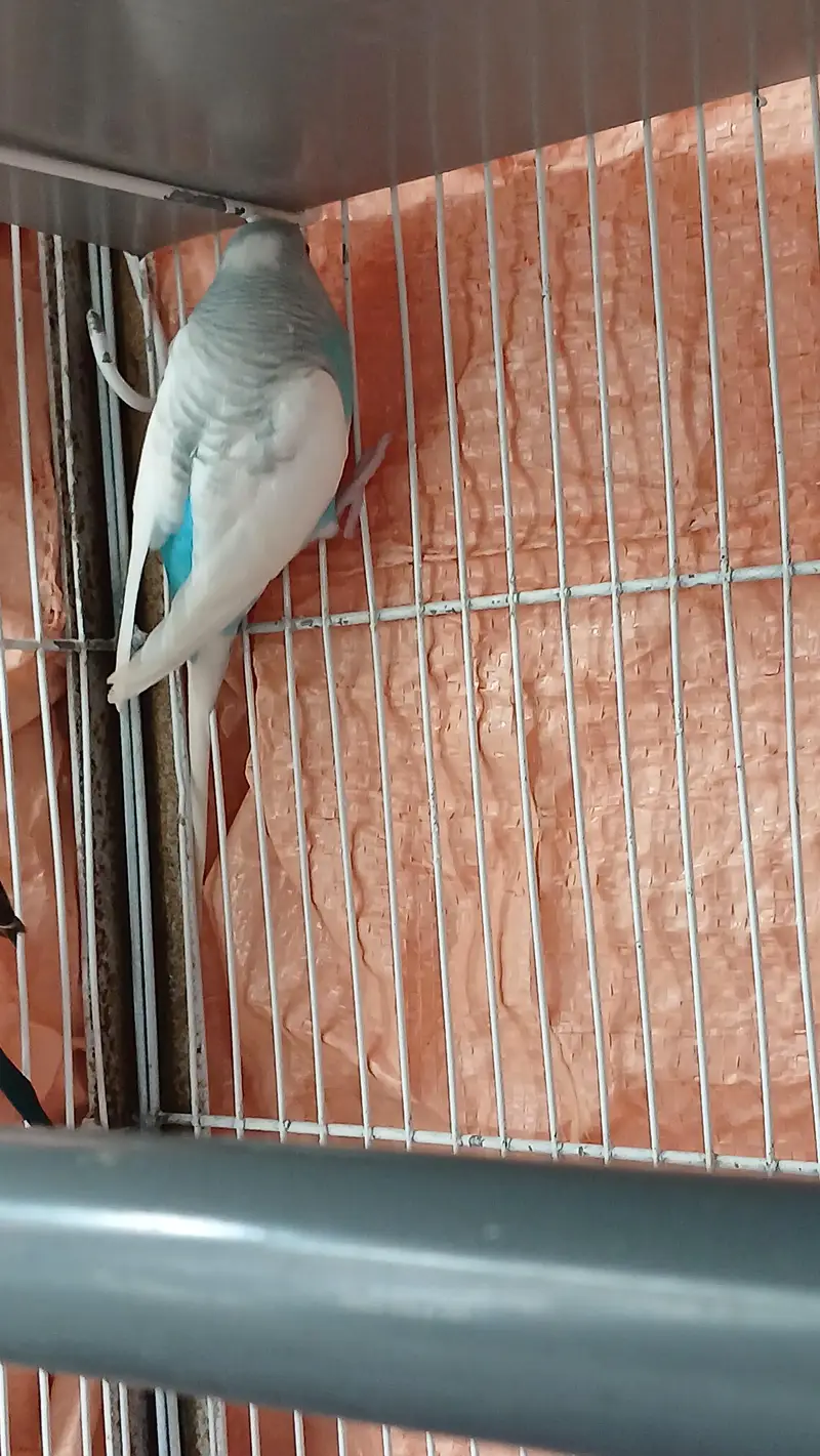 Budgies breeder Pair And Pathe available — photo 2