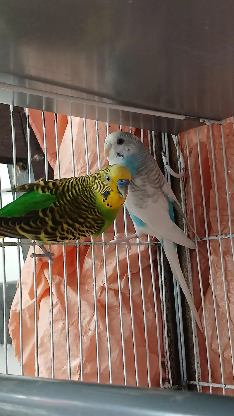 Budgies breeder Pair And Pathe available — photo 3