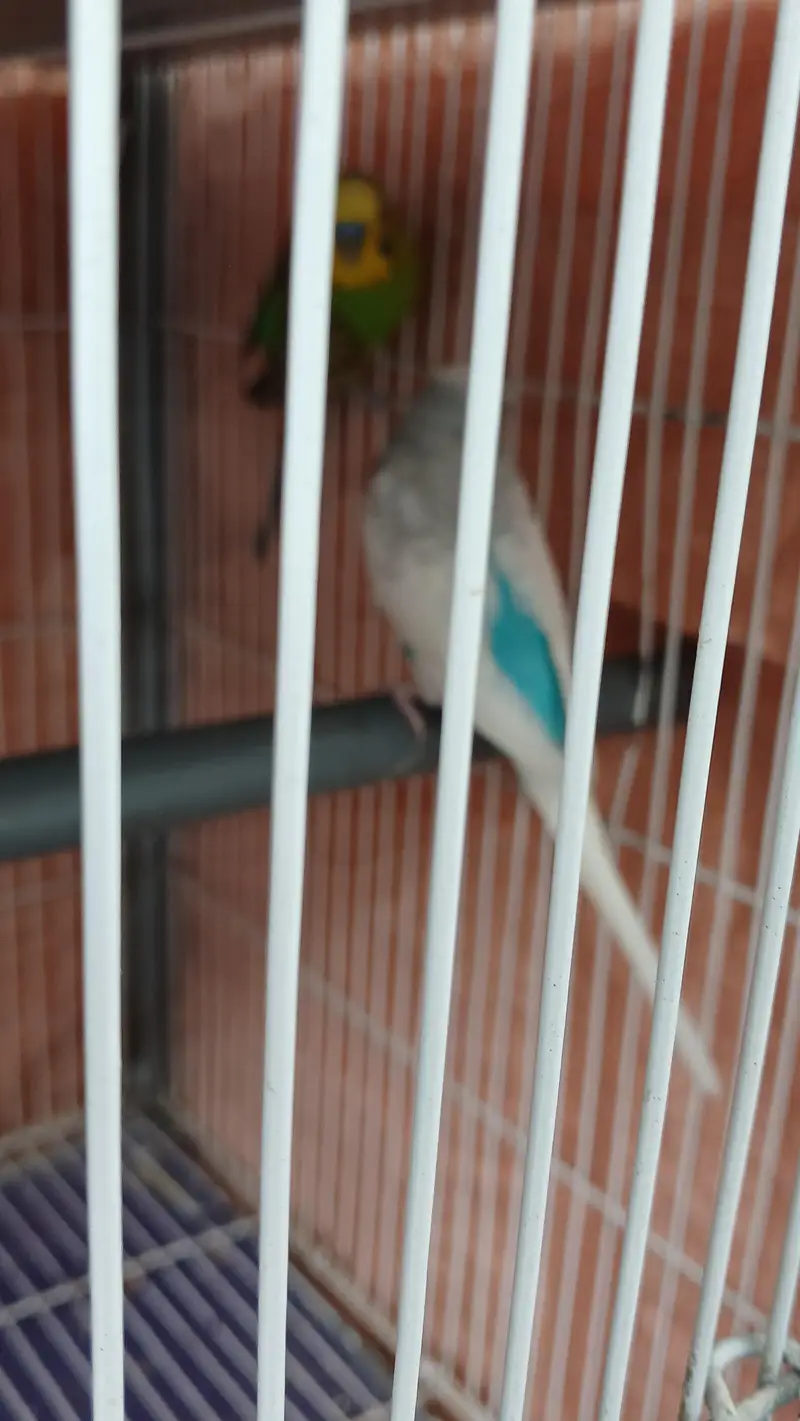 Budgies breeder Pair And Pathe available — photo 4