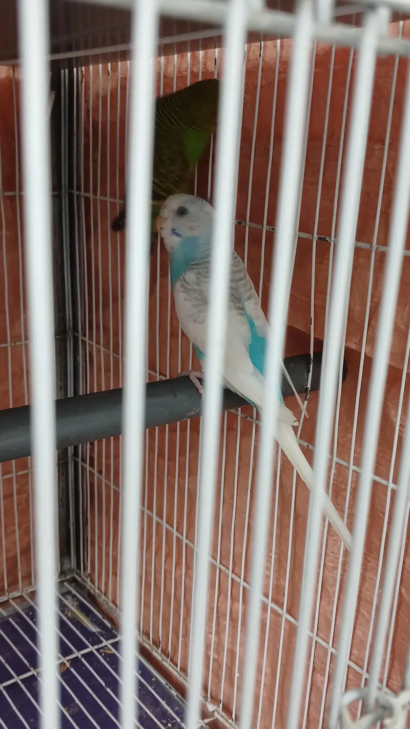 Budgies breeder Pair And Pathe available — photo 5