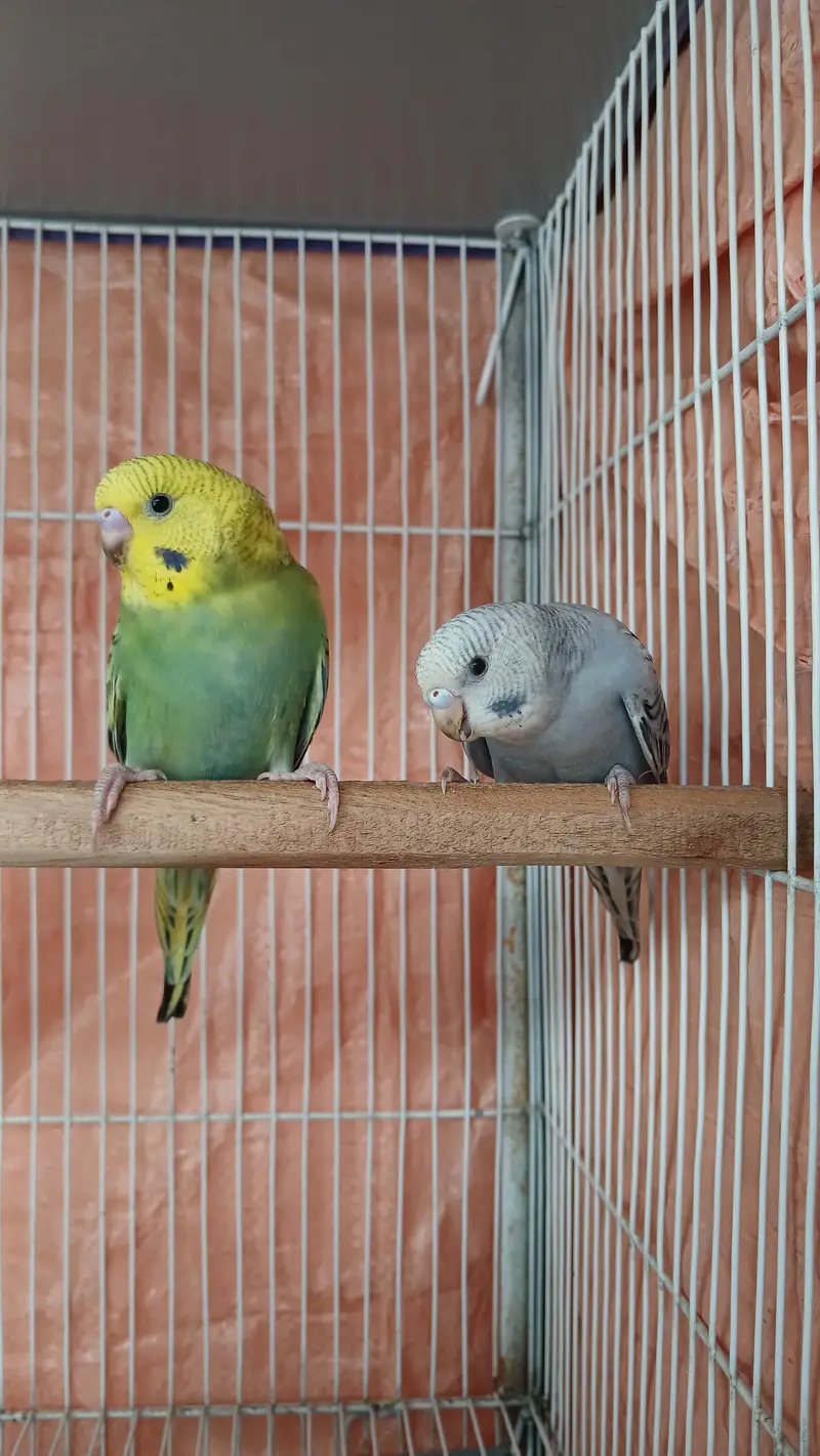 Budgies breeder Pair And Pathe available — photo 6