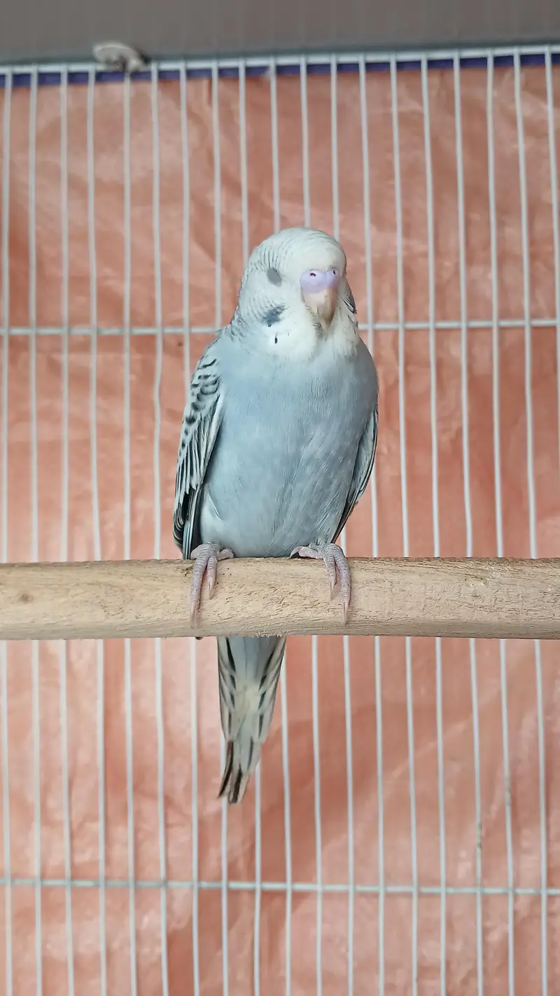 Budgies breeder Pair And Pathe available — photo 7