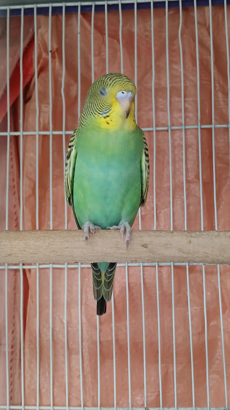 Budgies breeder Pair And Pathe available — photo 8