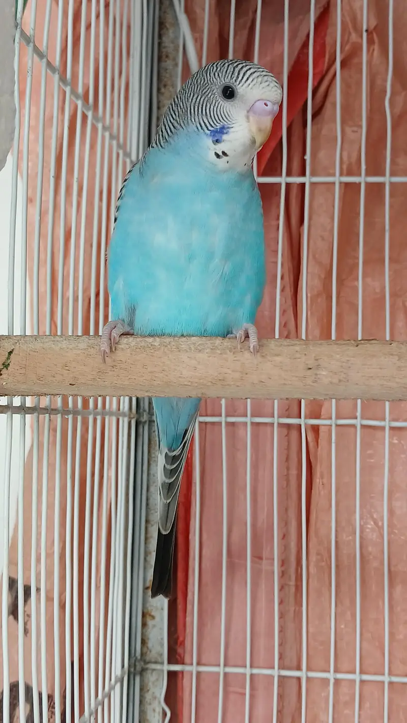 Budgies breeder Pair And Pathe available — photo 9