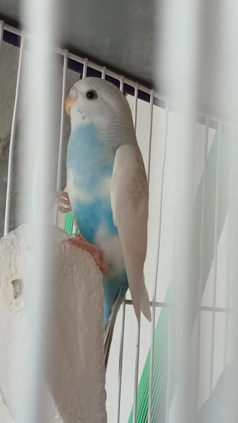 Budgies breeder Pair And Pathe available — photo 10
