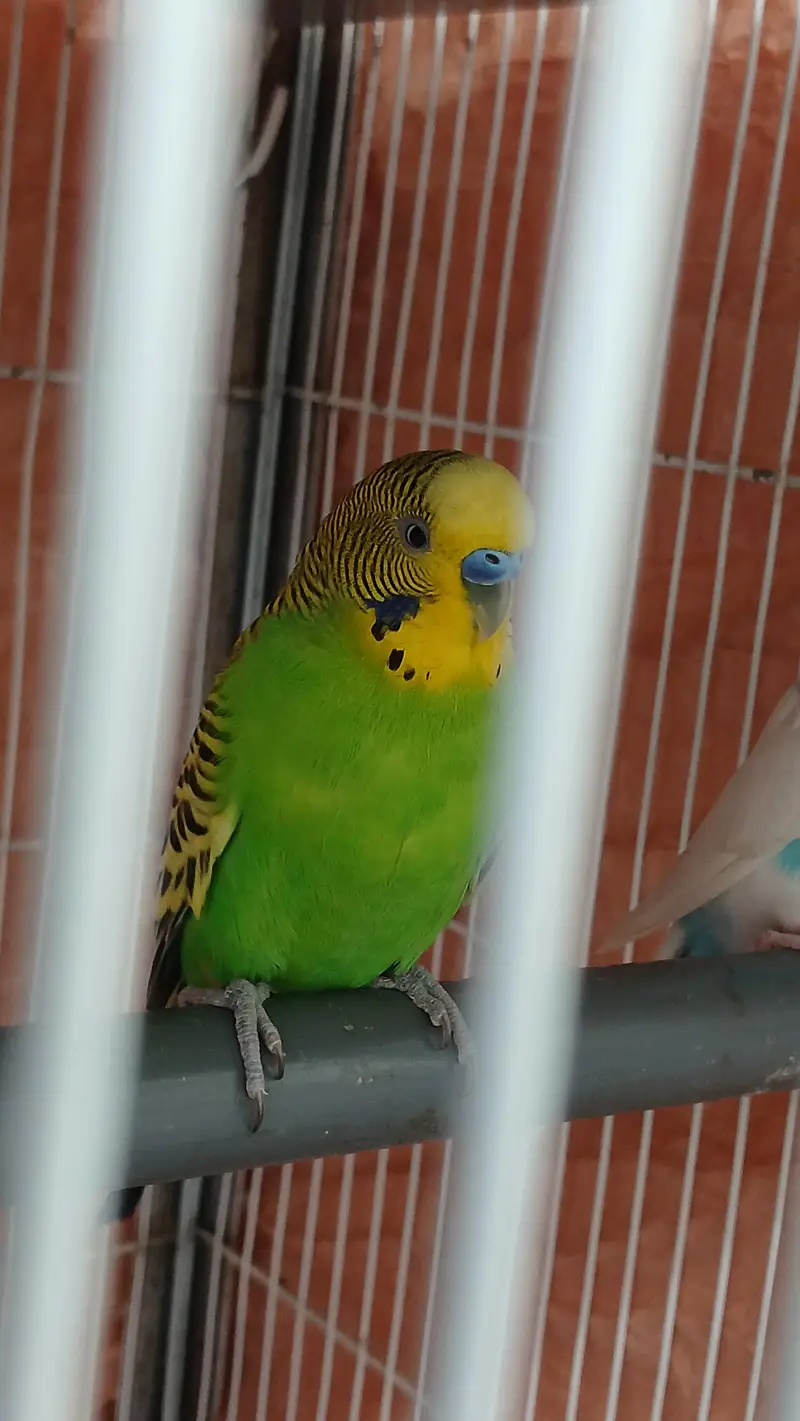 Budgies breeder Pair And Pathe available — photo 11