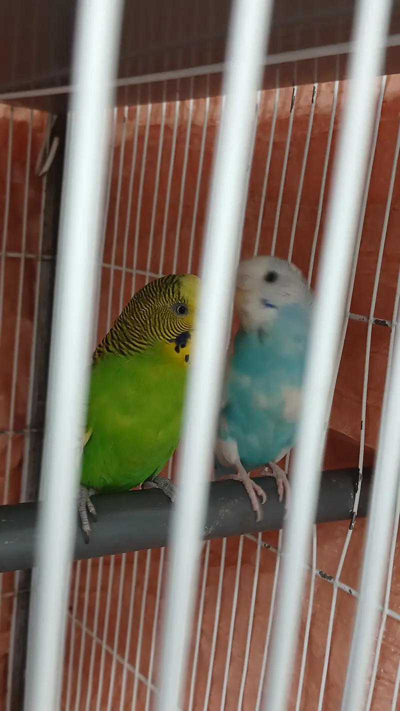 Budgies breeder Pair And Pathe available — photo 12