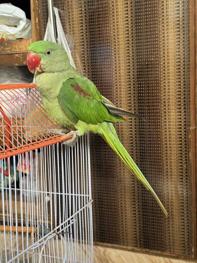 Parahi parrot